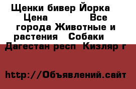 Щенки бивер Йорка  › Цена ­ 30 000 - Все города Животные и растения » Собаки   . Дагестан респ.,Кизляр г.